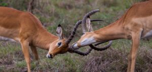 Dealing-with-Triangulation-conflict-a_brown_deer_on_green-grass-R.jpg